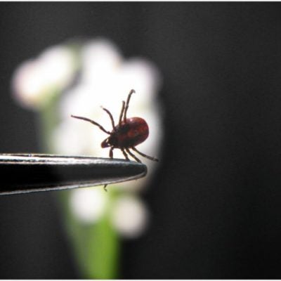 Castor Bean Tick
